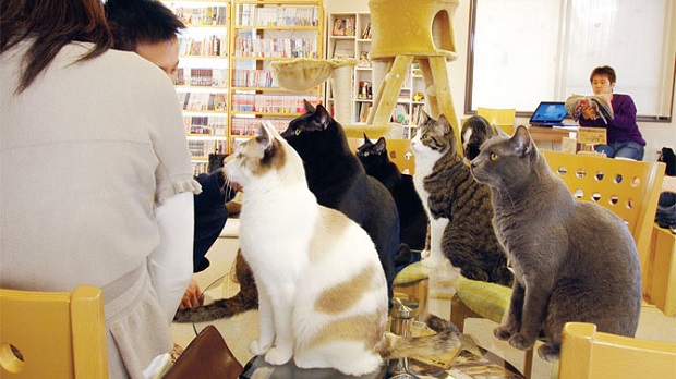 Escalator Pitch: Ska Studios talked me into a cat cafe timeshare