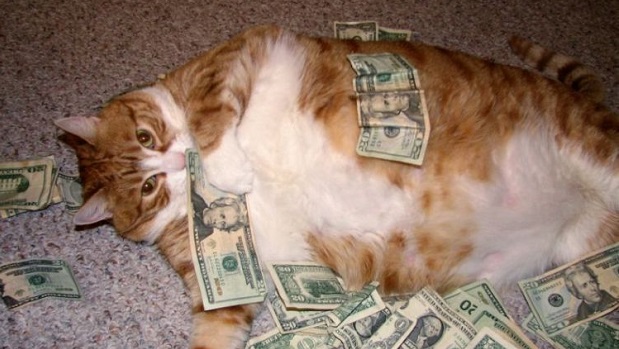 A baseball player playing games with a fat cat, so don't ask any questions