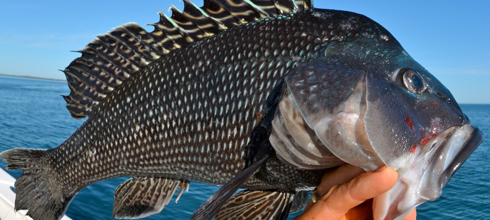 Ultimate Angler is the new relaxed StreetPass game