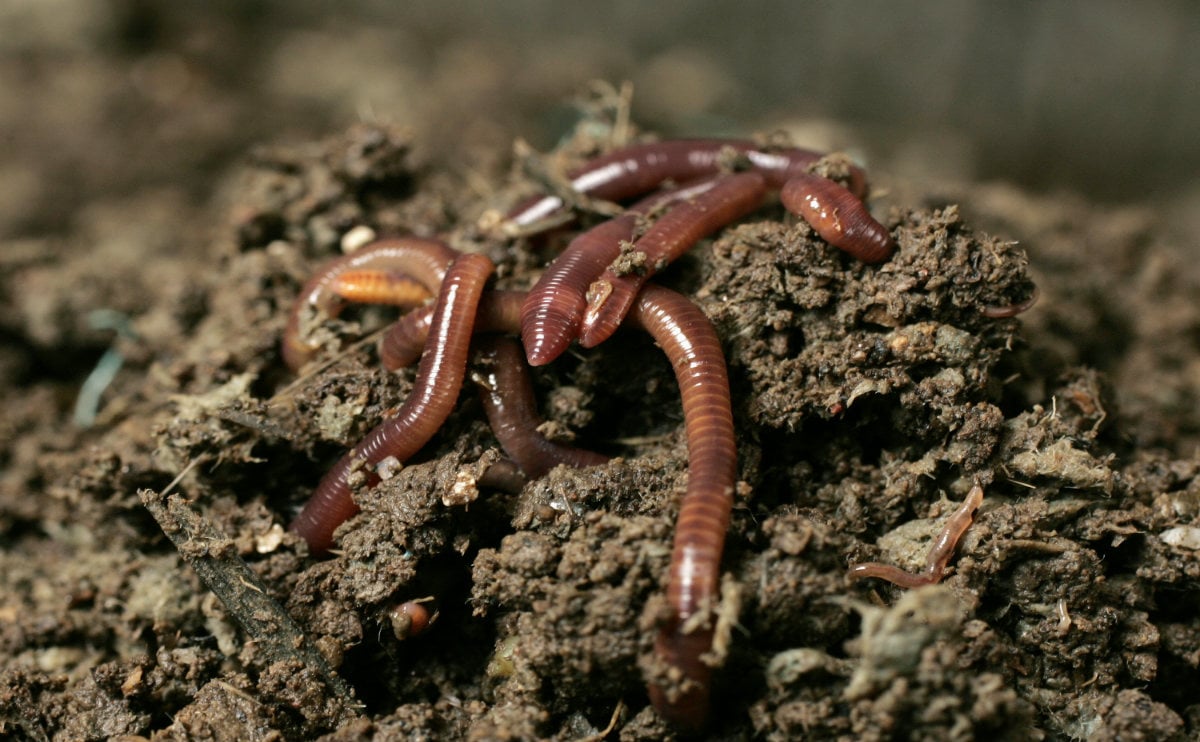 Free Worms