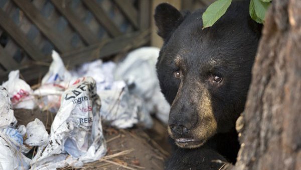 Eat trash as a bear in Wii U exclusive Epic Dumpster Bear
