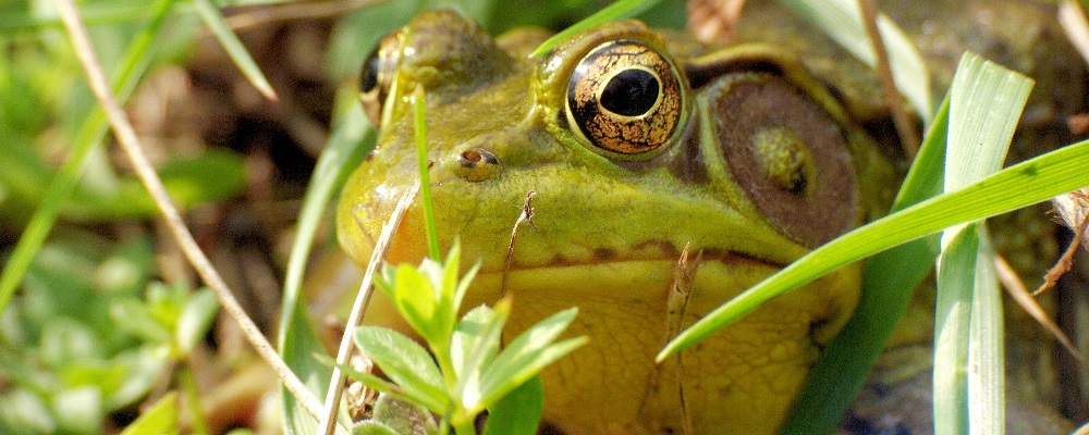 Beautiful Frog is a game about life as a frog