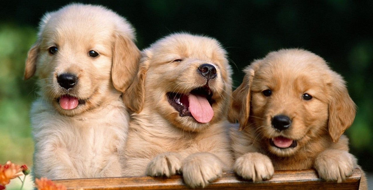 I would gladly trade a Rock Band 4 set for a puppy