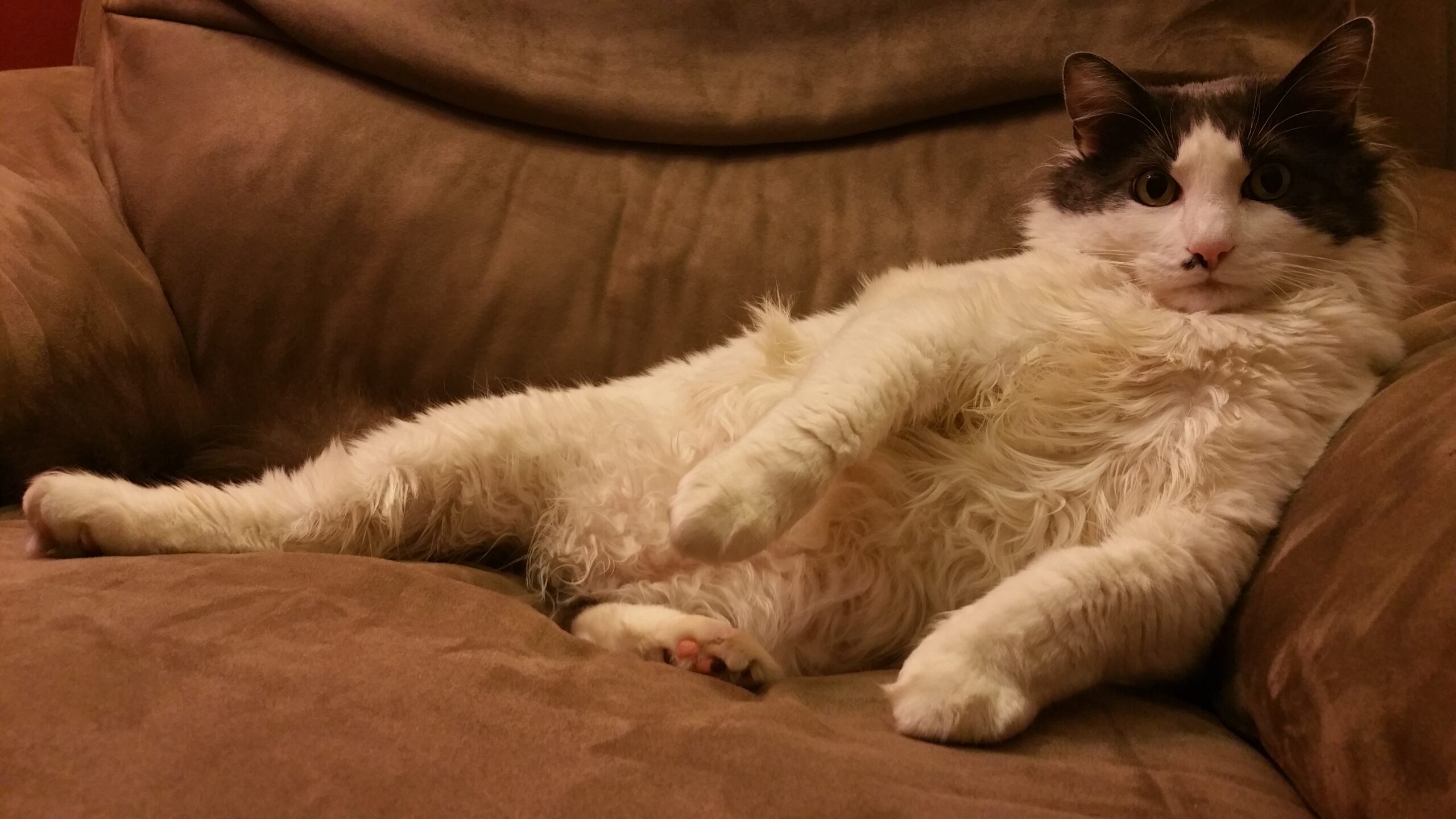 Oh hell yeah I want to play a beautiful game starring a cat