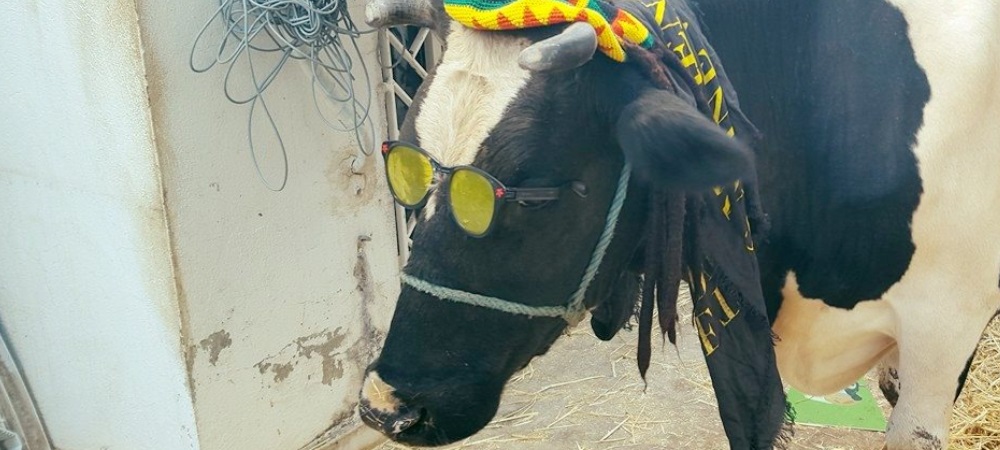 Tunisian mobile game gives away two real, living cows