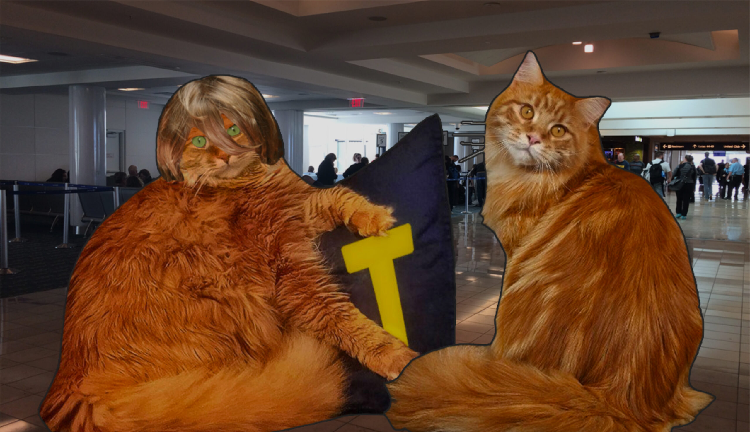 I played a game where you help a Donald Trump cat run for President