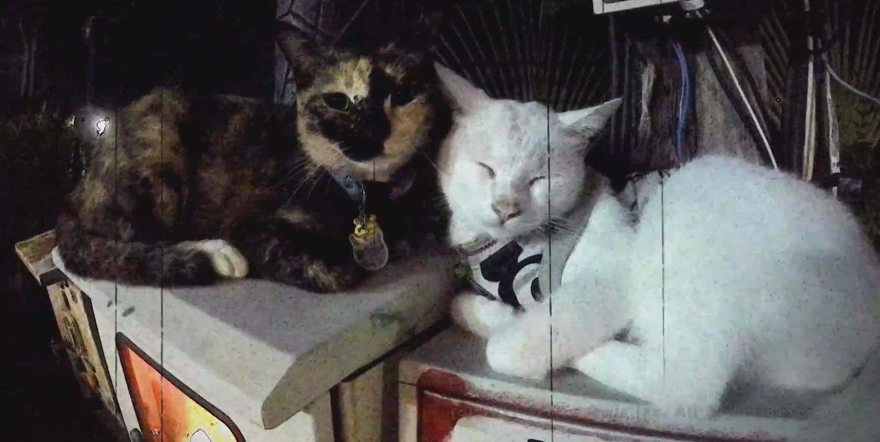 Debut trailer of Swery's new cat game, The Good Life, isn't impressing me yet