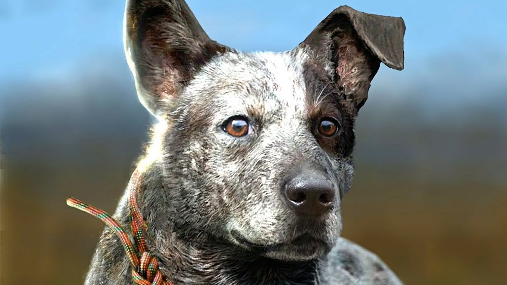 Why not spend $200 on a Far Cry 5 collector's edition at GameStop?