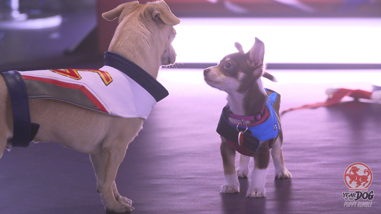 Blizzard is streaming a Puppy Rumble today for Overwatch