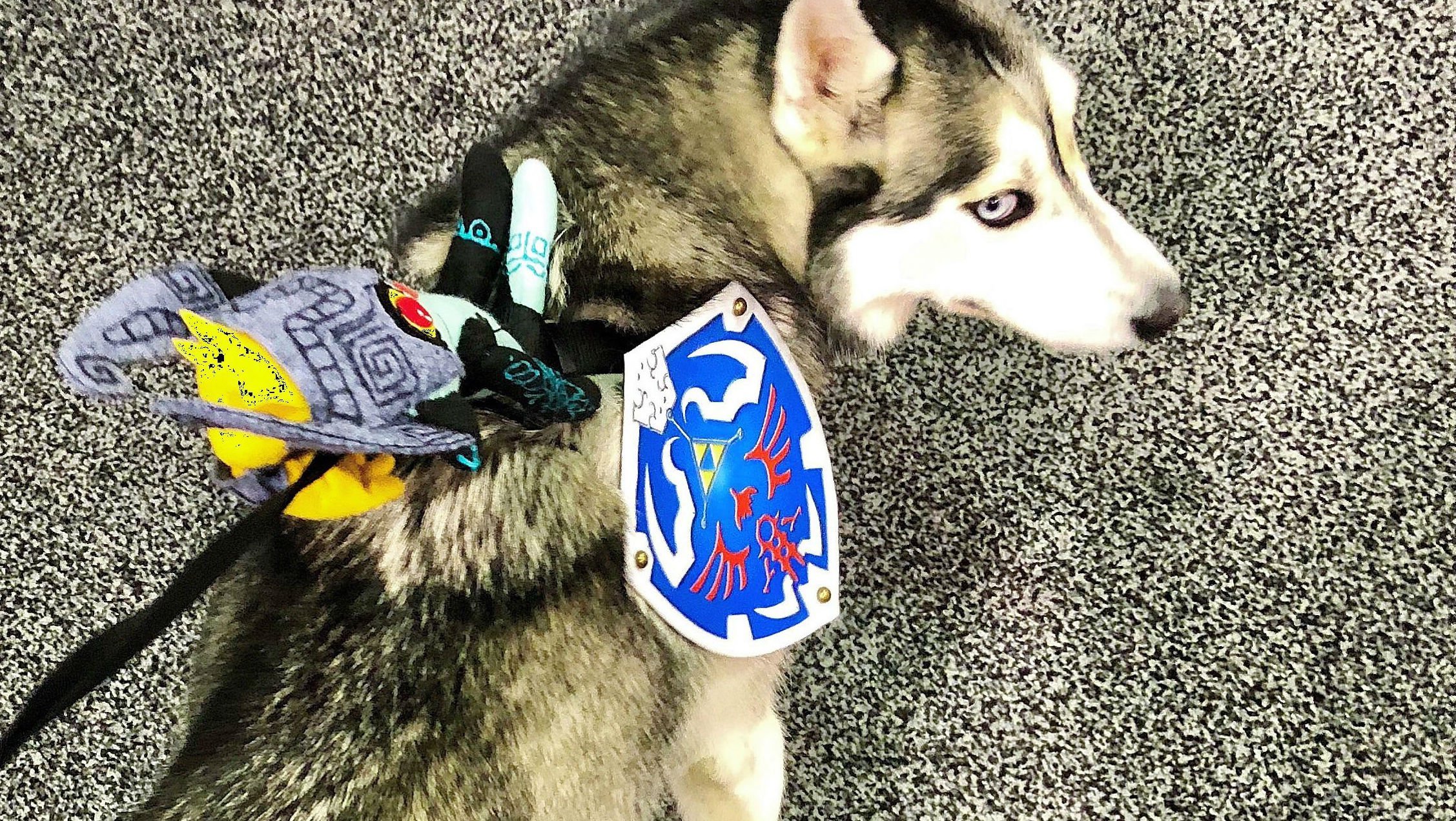 And now an adorable Wolf Link cosplay from a very good dog