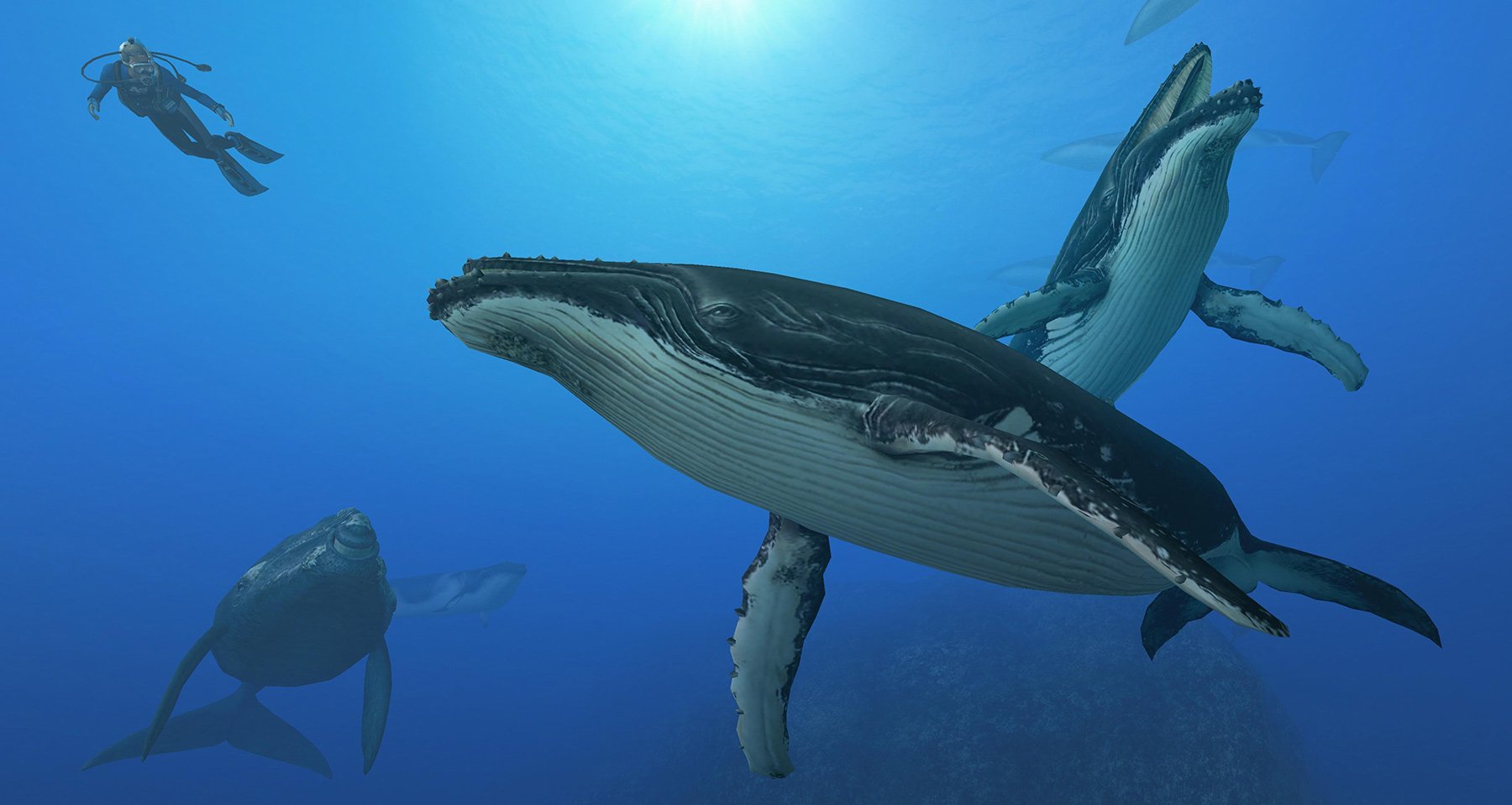 Endless Ocean sure would hit the spot on Nintendo Switch