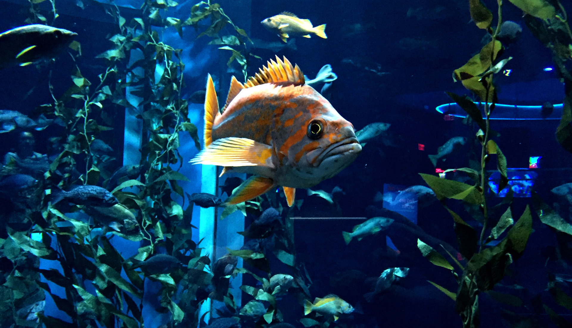All video game conventions should happen near an aquarium