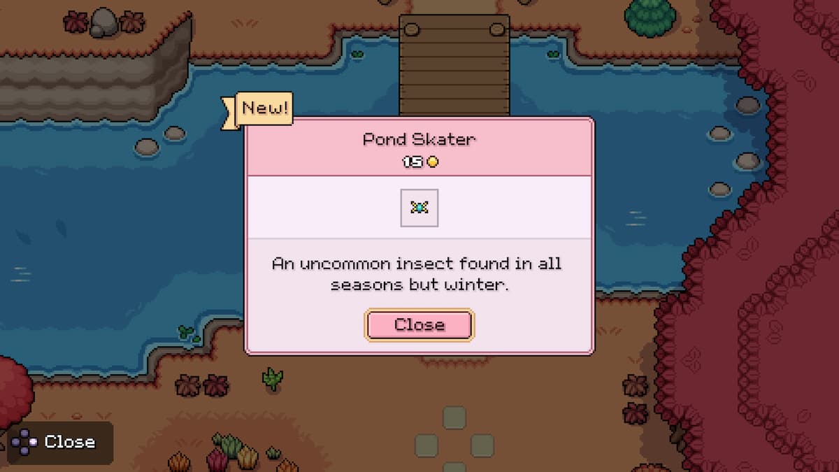 How to catch Pond Skater in Fields of Mistria