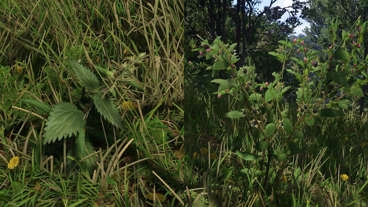 How to get Nettle and Belladonna in Kingdom Come Deliverance 2