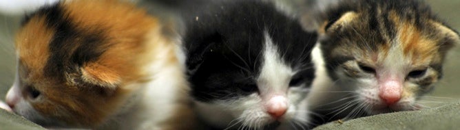 Publisher apologises for arguably tasteless kitten death promo