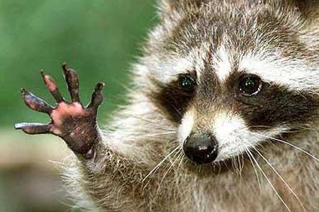 GAME won't stock Resident Evil: Operation Raccoon City