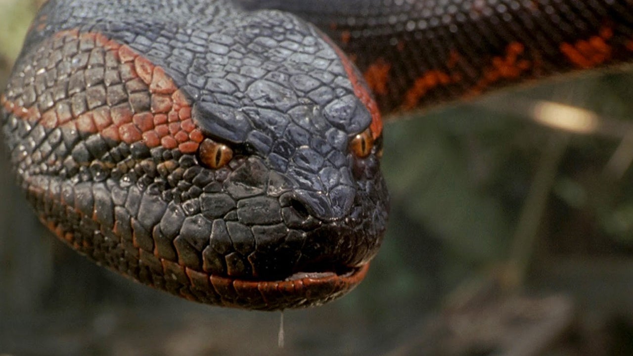 Anaconda is getting rebooted... as a 'meta movie' starring Jack Black and Paul Rudd