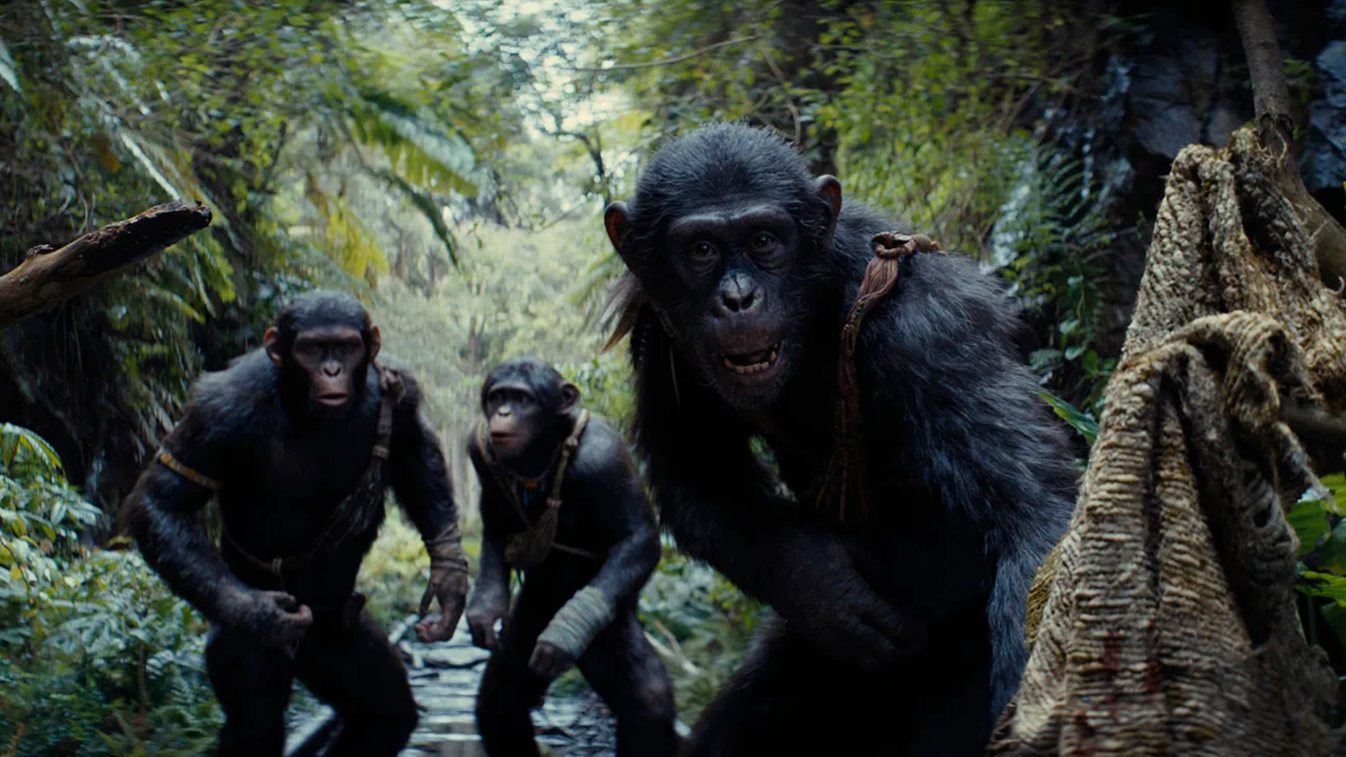 Kingdom of the Planet of the Apes shot real places