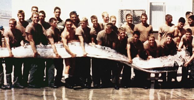 Free Loaders: No One Can Oust The King Of Herrings