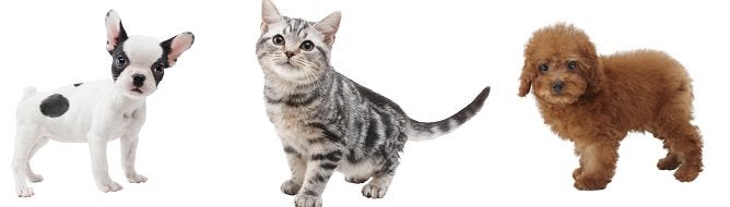 Iwata Asks: Nintendogs almost ended up on Wii, addition of Cats proved to be a challenge
