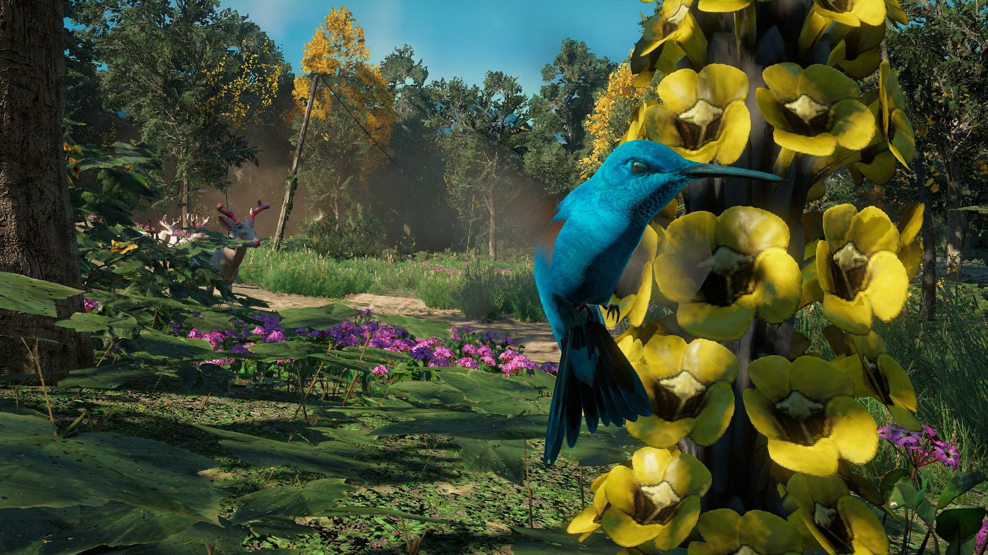 Far Cry: New Dawn hummingbird photography