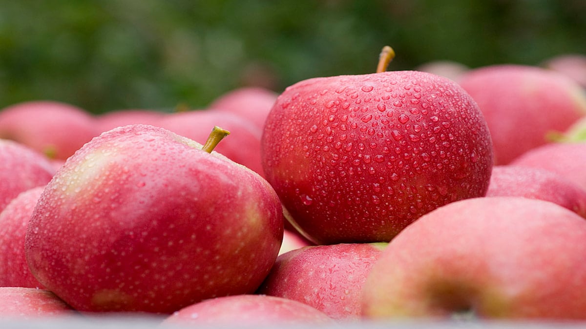 How to Make Apple in Infinite Craft