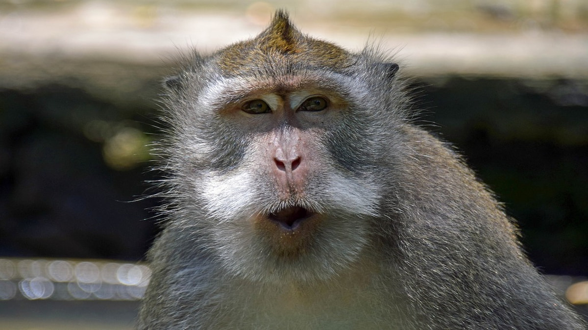How to Make Monkey in Infinite Craft - Recipe Guide