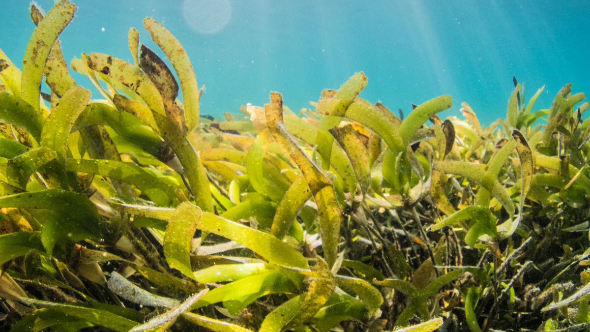 How to Make Seaweed in Infinite Craft