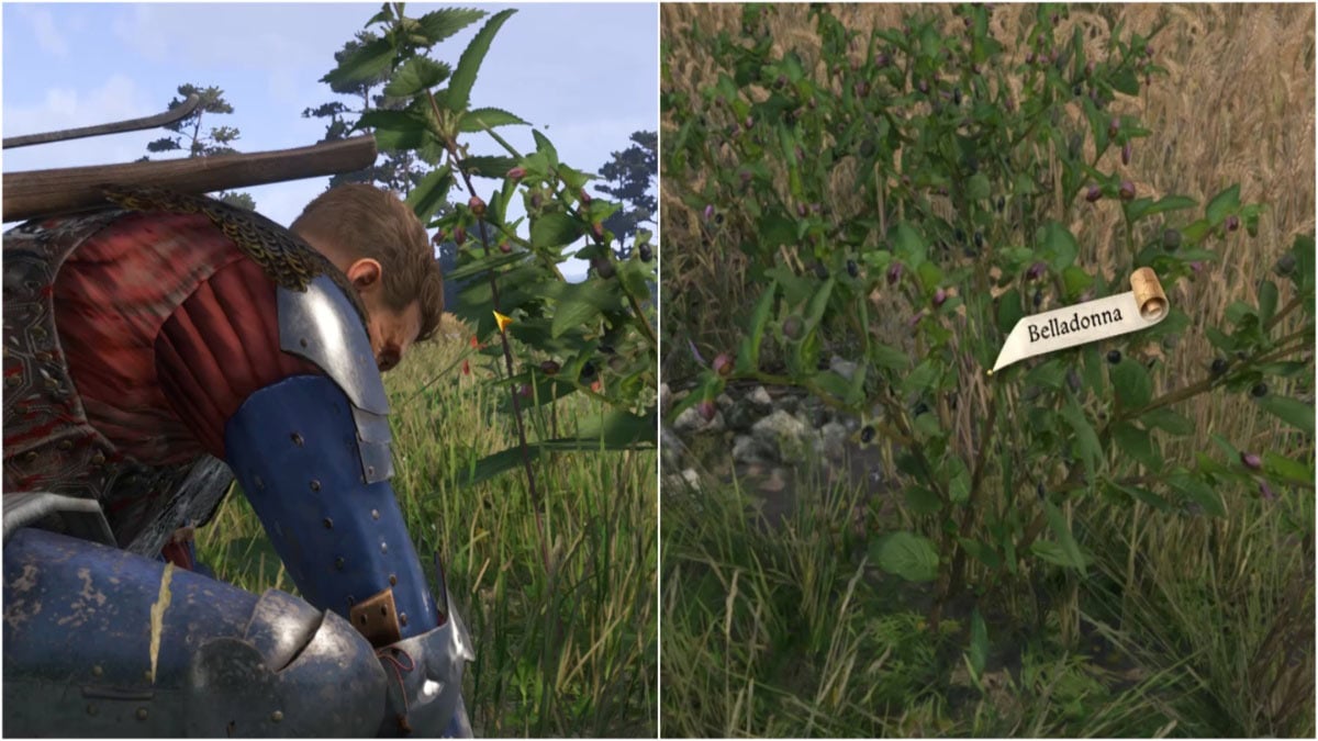 How to Get Belladonna in Kingdom Come Deliverance 2?