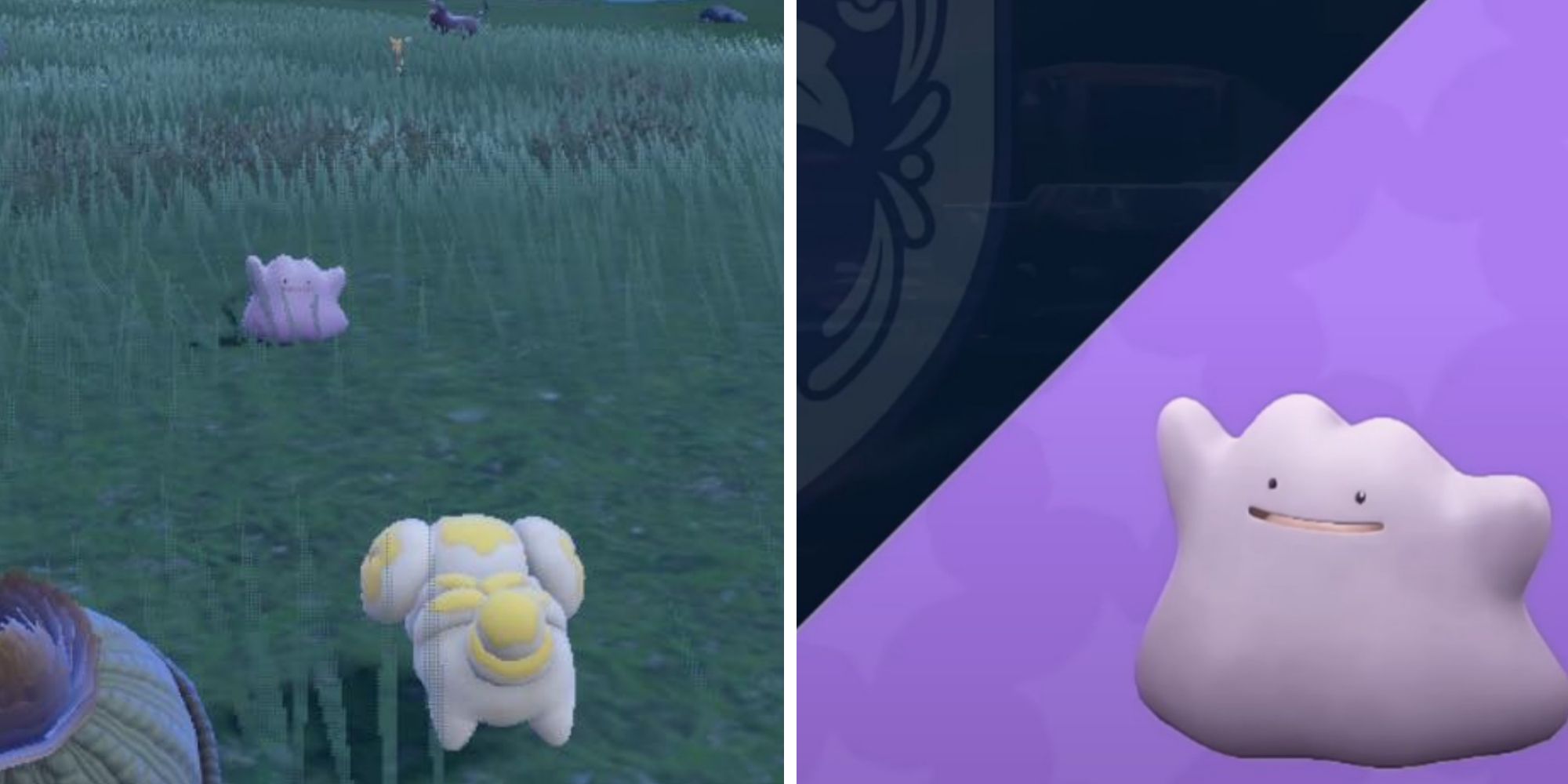 Pokemon Scarlet & Violet: How To Get Ditto