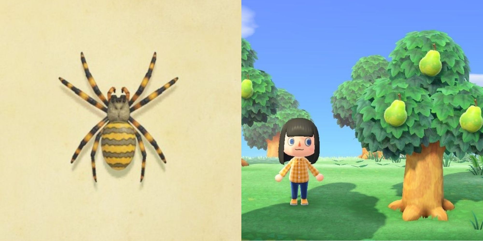 Animal Crossing: New Horizons - How To Catch A Spider
