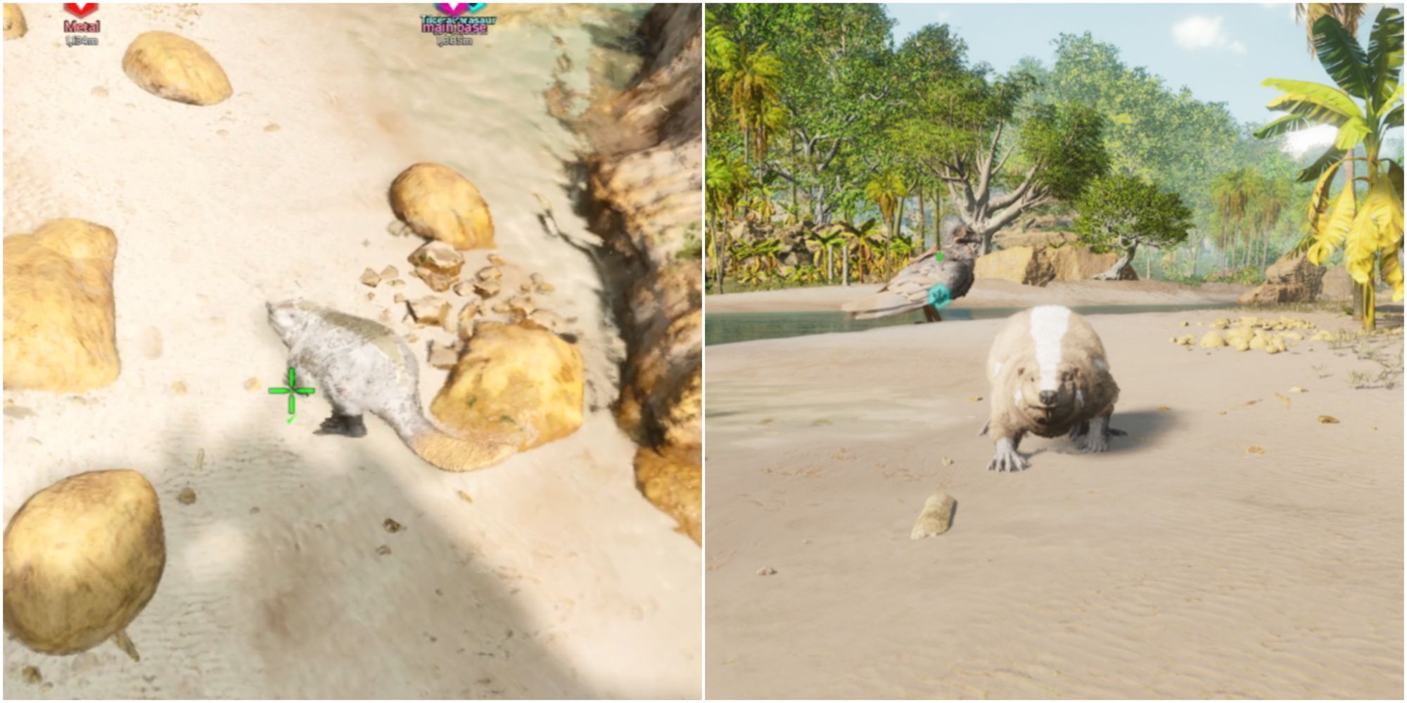 Ark: Survival Ascended - How To Tame Castoroides