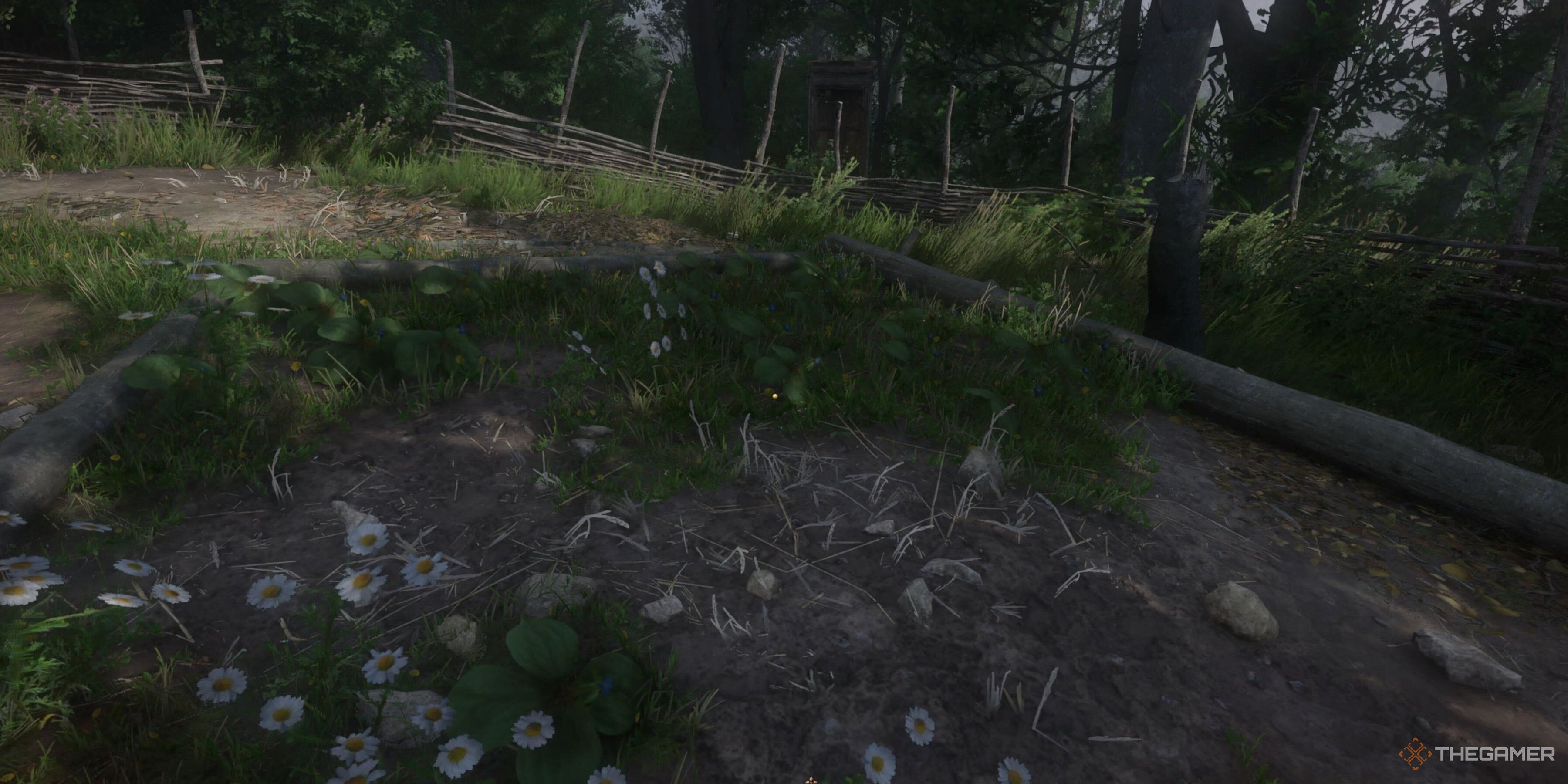 Kingdom Come: Deliverance 2 - How To Get Herb Paris