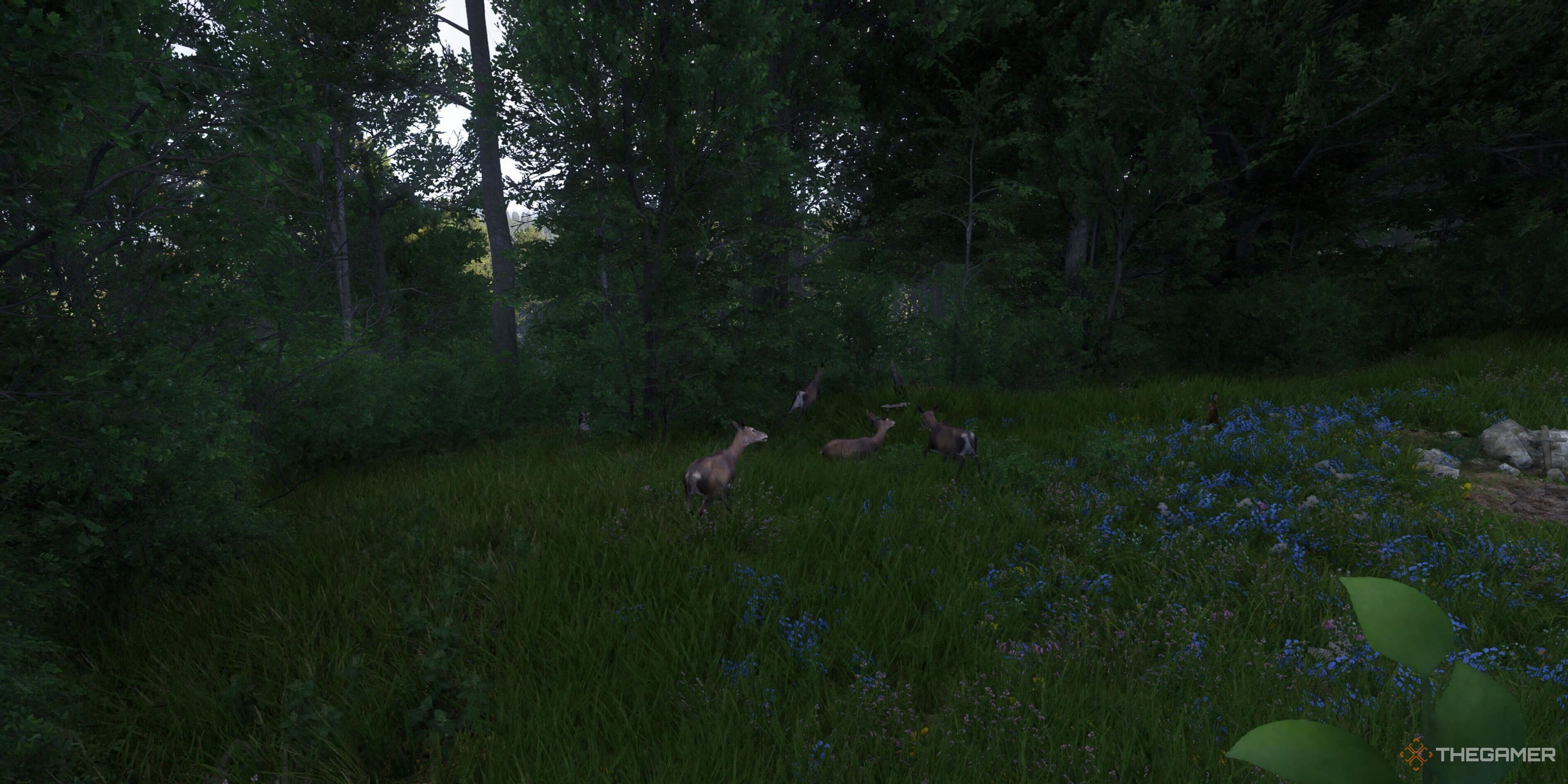 Kingdom Come: Deliverance 2 - How To Get Deer Skin