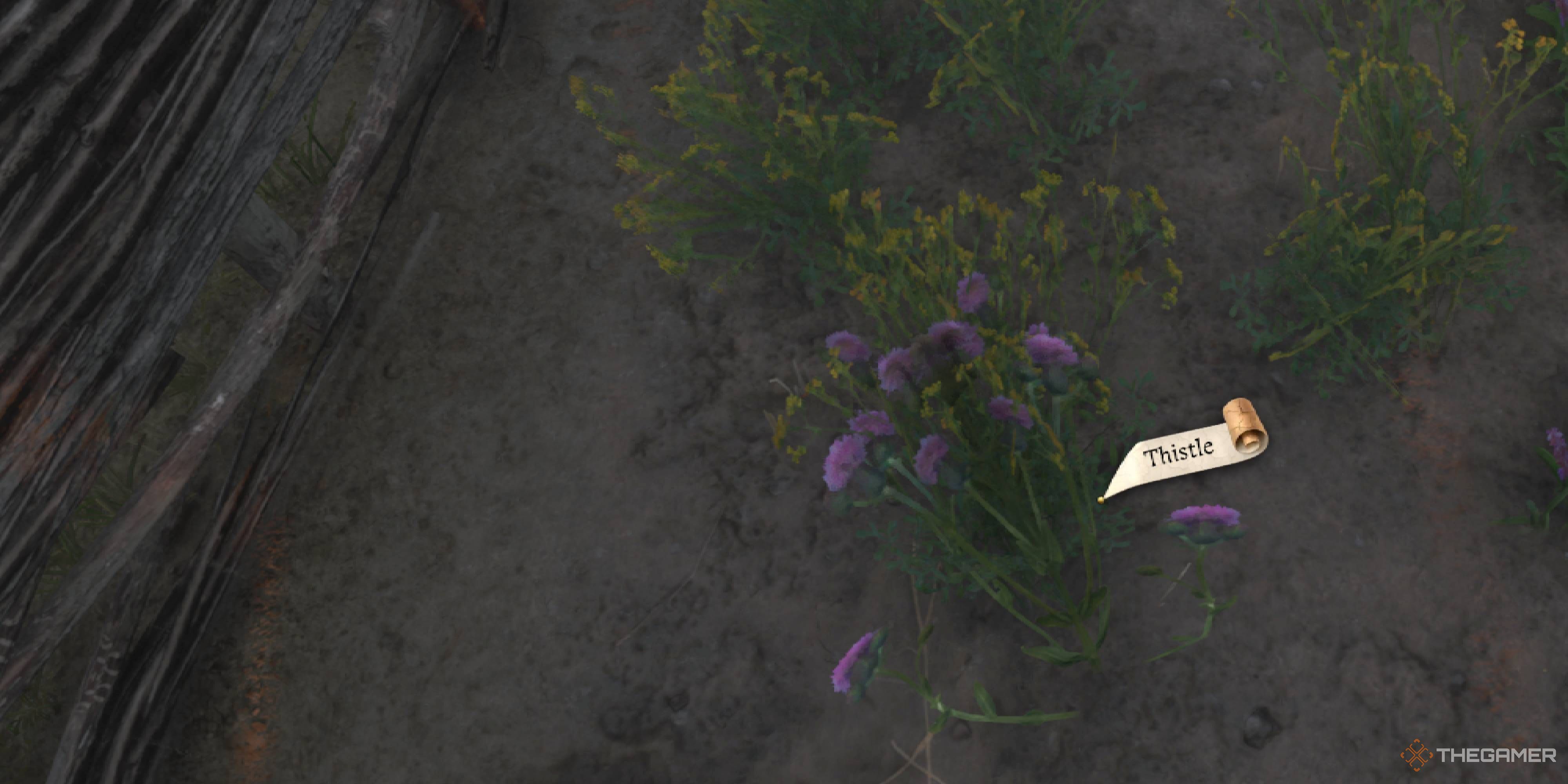 Kingdom Come: Deliverance 2 - How To Get Thistle