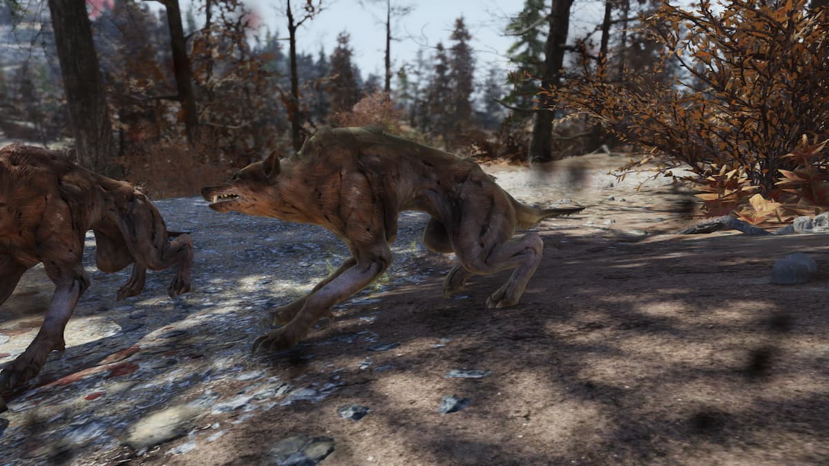 Fallout 76: Where to Find Wolves