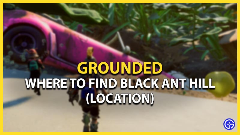 Grounded Black Ant Hill Location