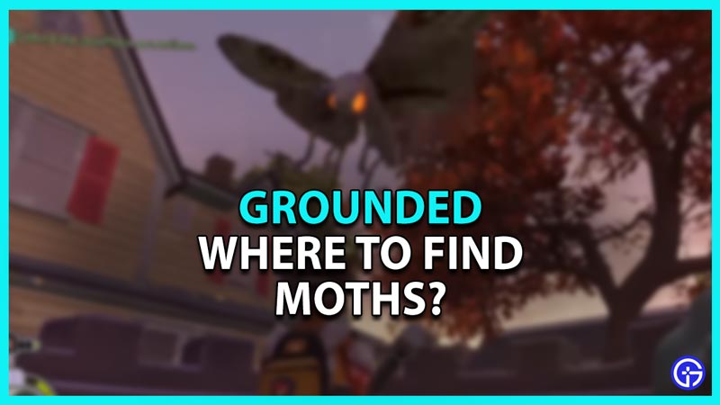 Grounded: Where To Find Moths