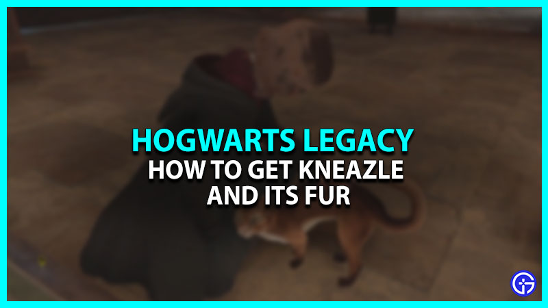 Hogwarts Legacy Kneazle: How To Get It?