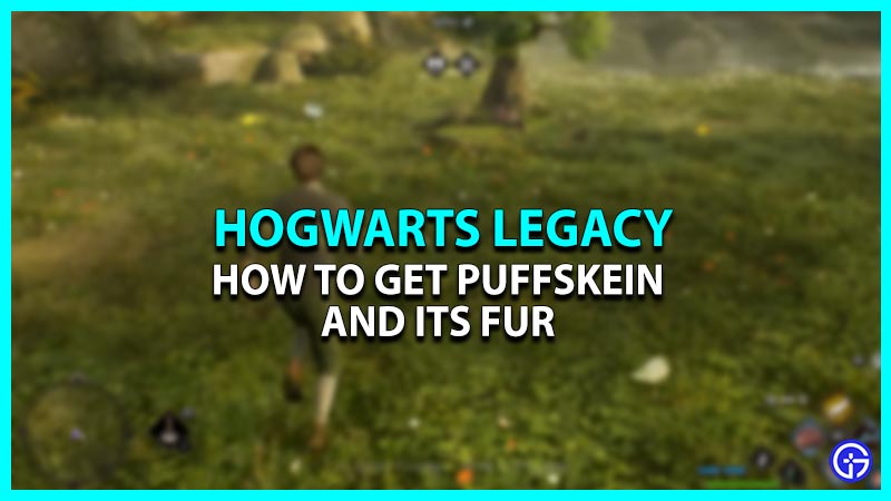 Hogwarts Legacy Puffskeins: How To Get Them?