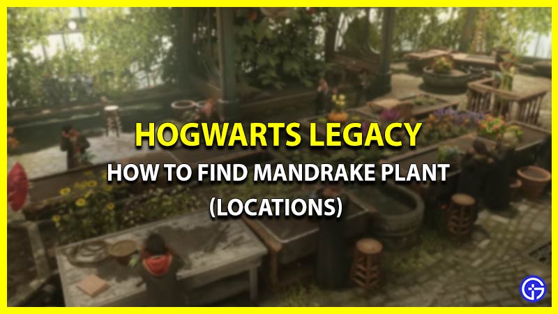How To Get Mandrakes In Hogwarts Legacy (Free Method)