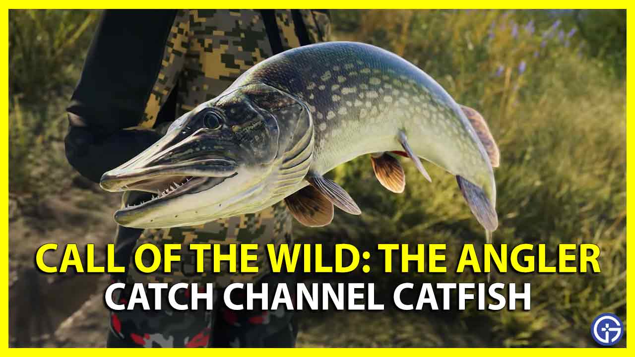 How To Find & Catch Channel Catfish In COTW The Angler