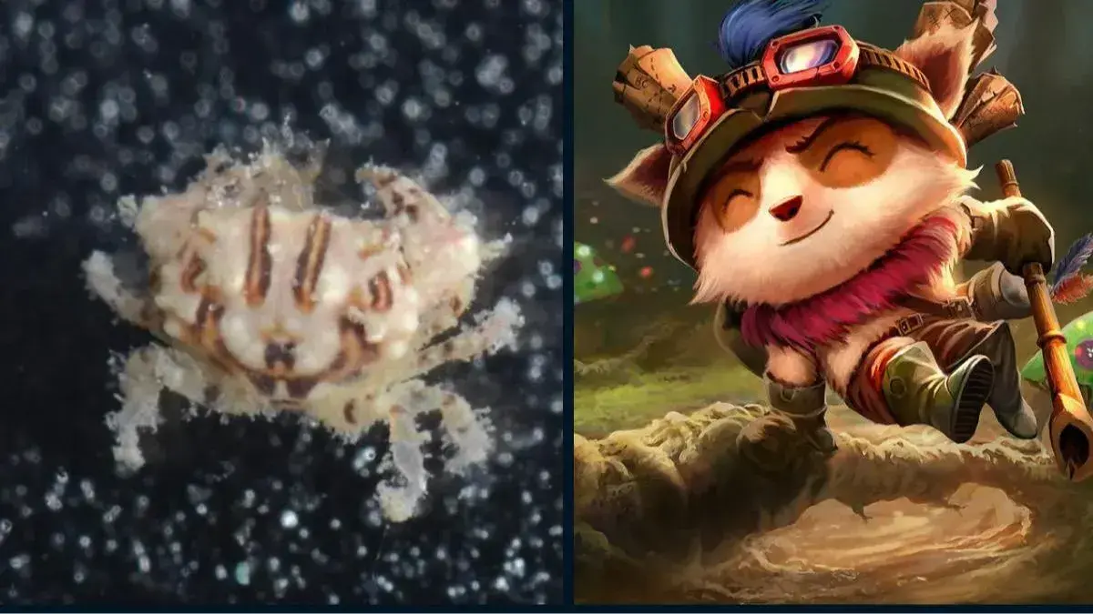 New crab species named after League of Legends champion