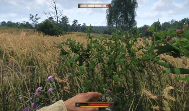 Find Belladonna Locations in Kingdom Come Deliverance 2